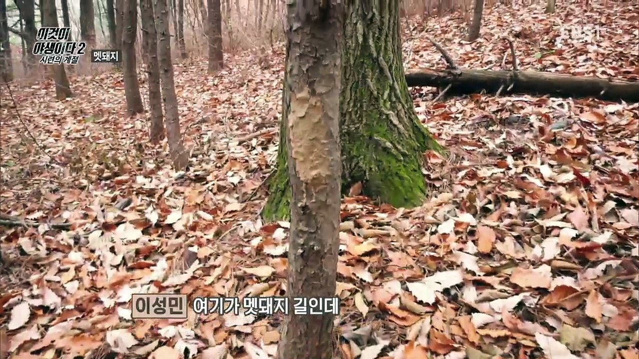 이것이 야생이다 2 - 4부- 멧돼지_#001