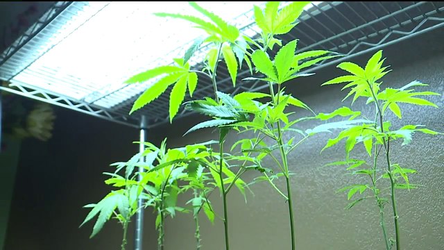 Controversial Ad Meant to Discourage Drugged Driving Pulled from California Airwaves