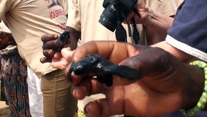 Bénin: journée nationale des tortues marines