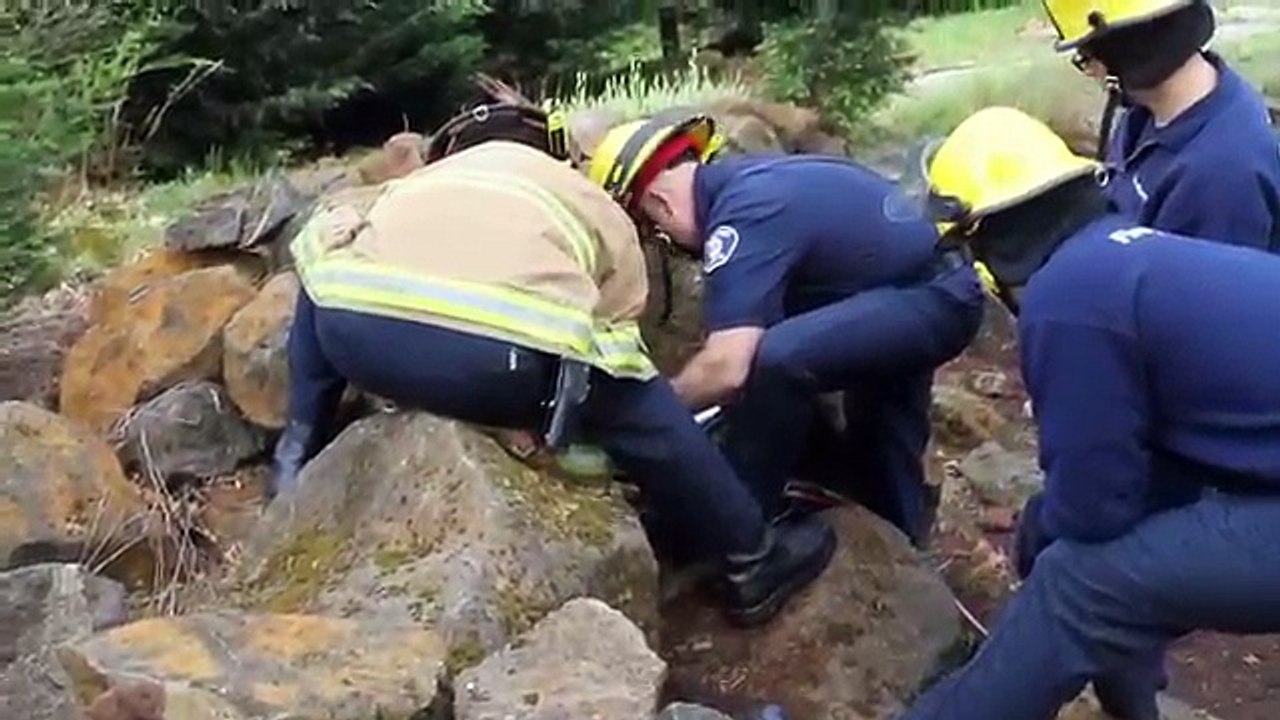 This Baby Deer Was Screaming For Help As Mom Ran Around In A Panic.