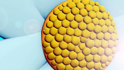 Niloya   Şarkı   Domates