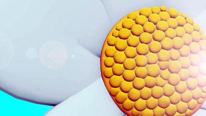 Niloya   Şarkı   Sincaplar