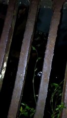 Il trouve un junkie est coincé sous une bouche d’égout !