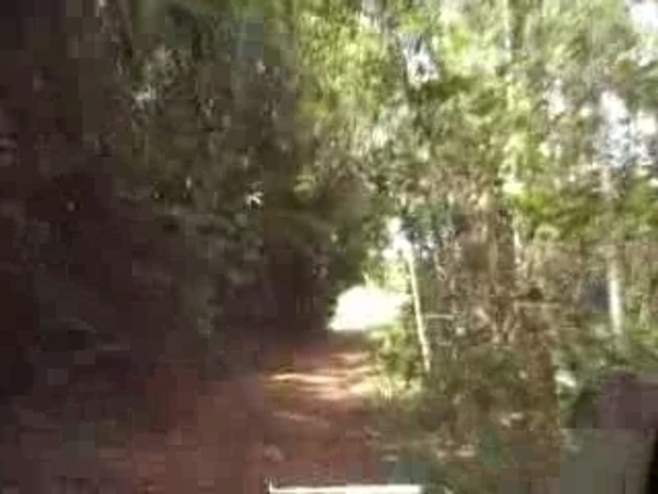 Cacao