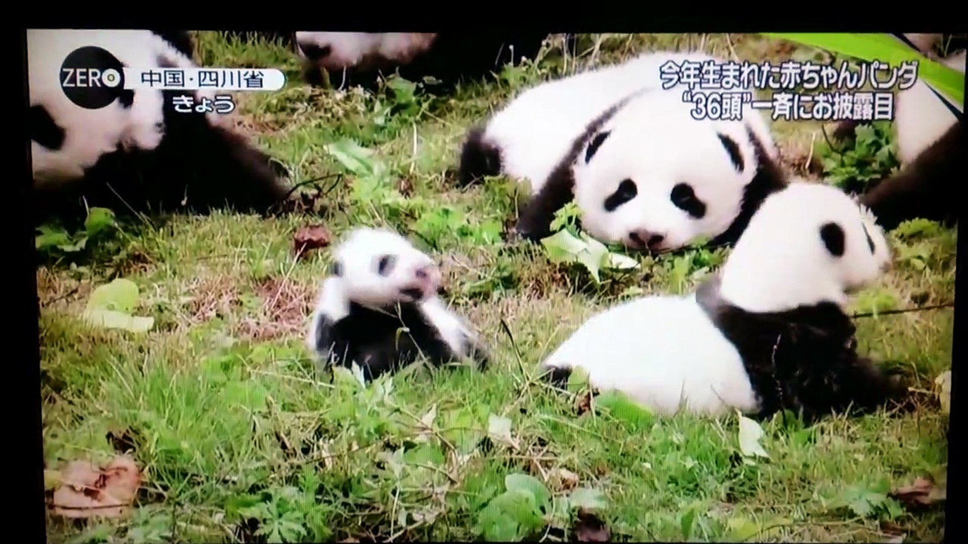 赤ちゃんパンダ今年生まれた 36頭 一斉にお披露目 中国四川省より 4 Video Dailymotion