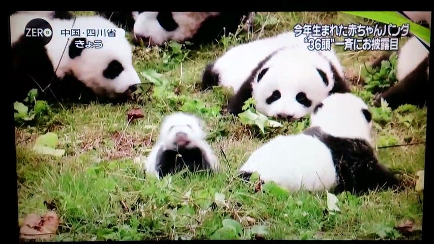 赤ちゃんパンダ今年生まれた 36頭 一斉にお披露目 中国四川省よ Video Dailymotion