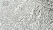 工藤徳郎 木の枝に積もる雪