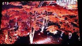 秋色に染まる山中湖湖畔 富士山