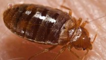 This U.S. City Ranks Number One In Bed Bug Infestations