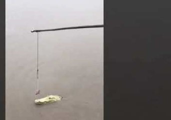 Rare White Crocodile Makes Appearance on Adelaide River