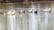 Ducks 'Ice Skate' on Frozen Pond in Northeast Georgia