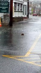 Duck Swimming in the Street