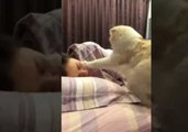 This Cat Makes the Perfect Alarm Clock