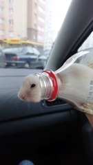 Bottled Hamster