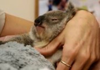 Tiny Koala Joey Gets Love and Attention From Keeper