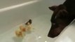 Doberman Hops Into Bathtub With Tiny Ducklings