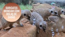 Suricates se divertem com bolas de sabão