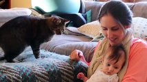 Cat Meeting Newborn Baby First Time - Curious Cat tries to befriend Baby Compilation