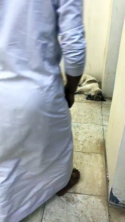 the funny fight of man and dog