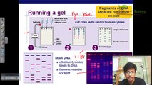 Agarose gel electrophoresis - YouTube