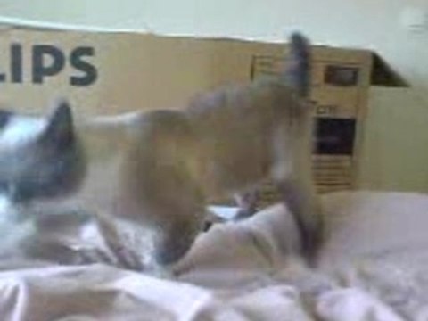 Chat qui rapporte la balle!