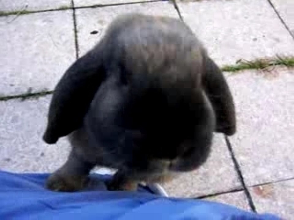 Hasis auf der Terasse Teil 2