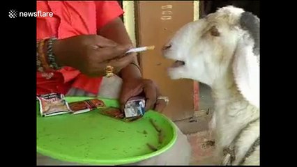 Tobacco-addict sheep gorges on cigarettes