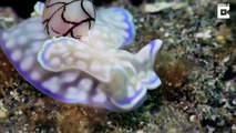 Cet escargot de mer est envoûtant et magnifique
