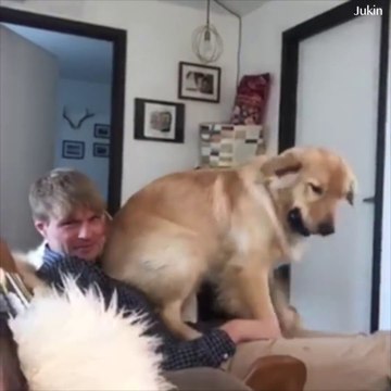 Quand ton chien bien trop gros se prend pour un chiot