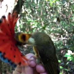 Descargar video: La danse de cet oiseau est juste adorable et magnifique... Charmeur!