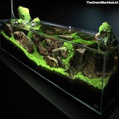 Cet homme réalise un aquarium magnifique...