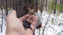 Cet homme se fait des amis animaux en pleine forêt en hiver !