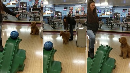 Un chien joue au bowling avec sa maîtresse