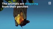 Hundreds of 'Boiled' Bats Fall From the Sky