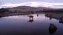 Hilarious moment a cat wanders onto frozen pond in the UK