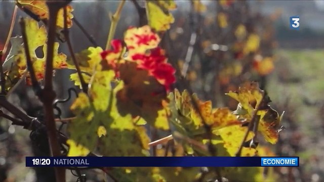 Investissements : les fortunes chinoises s'arrachent les vignobles du Bordelais