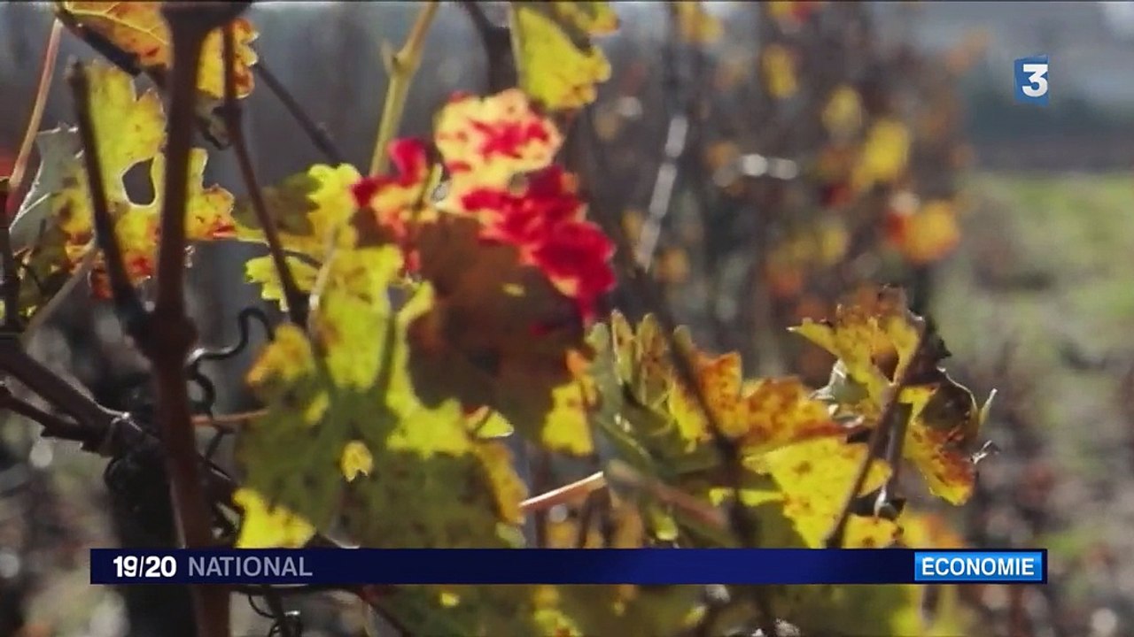 Investissements : les fortunes chinoises s'arrachent les vignobles du Bordelais