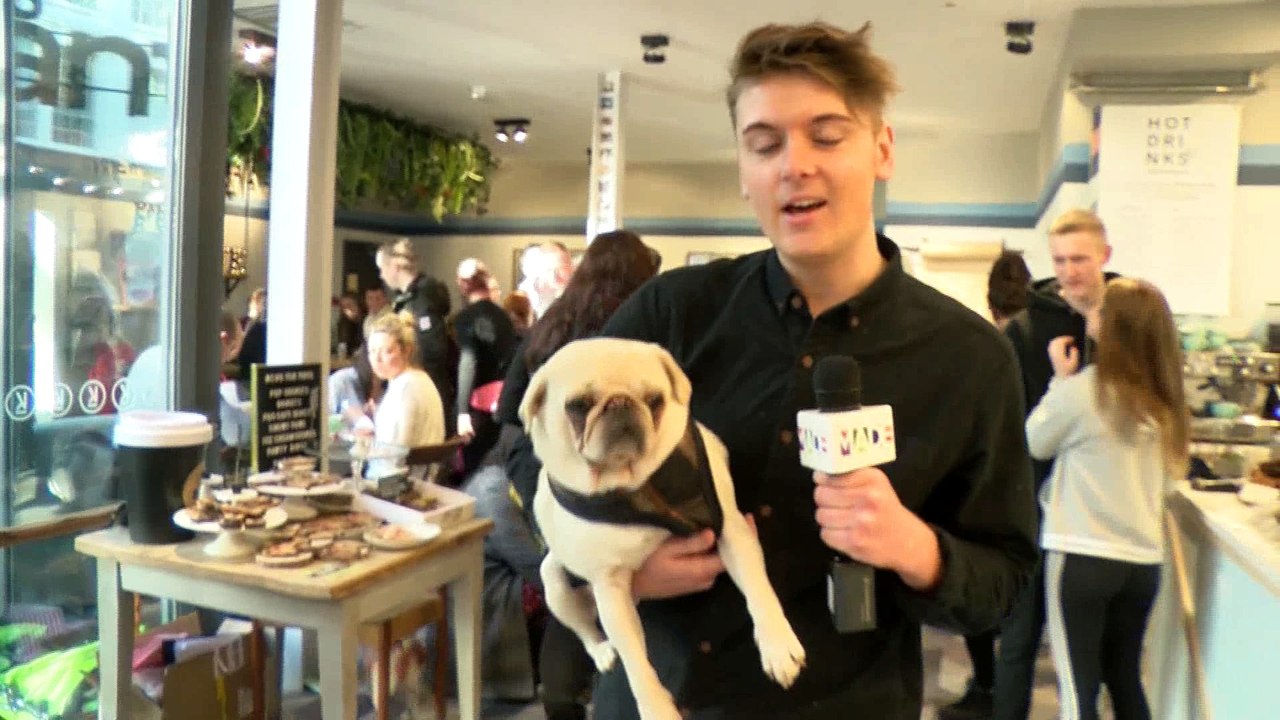 Birmingham's Pug Cafe!