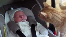 Cats Meeting Babies For The First Time Compilation 2018