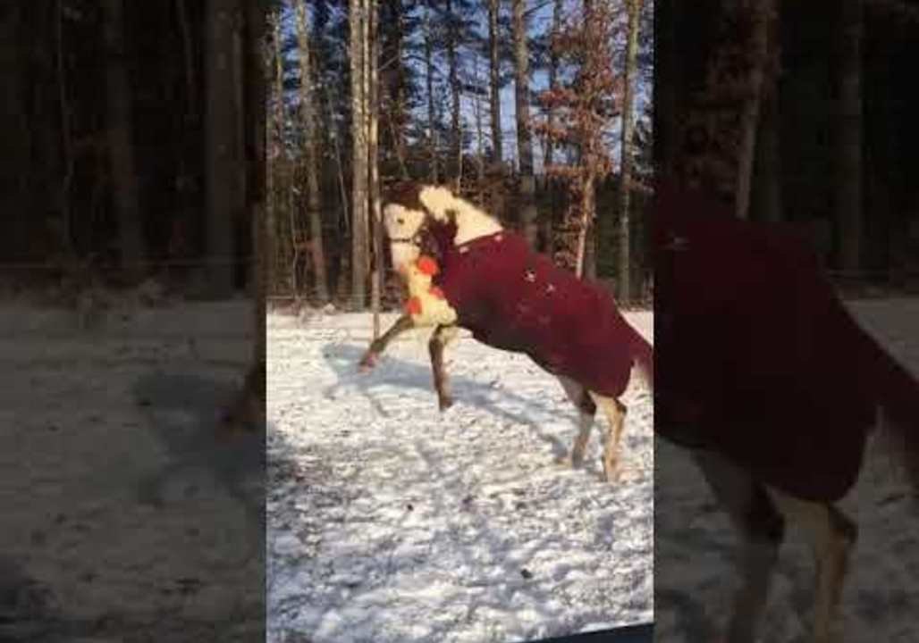 Horse Plays With Toy Duck in the Snow