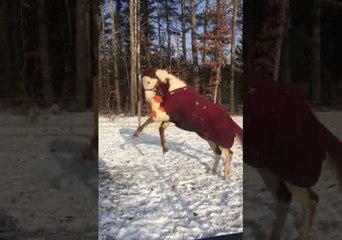 Horse Plays With Toy Duck in the Snow