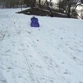 Une chienne fait de la luge