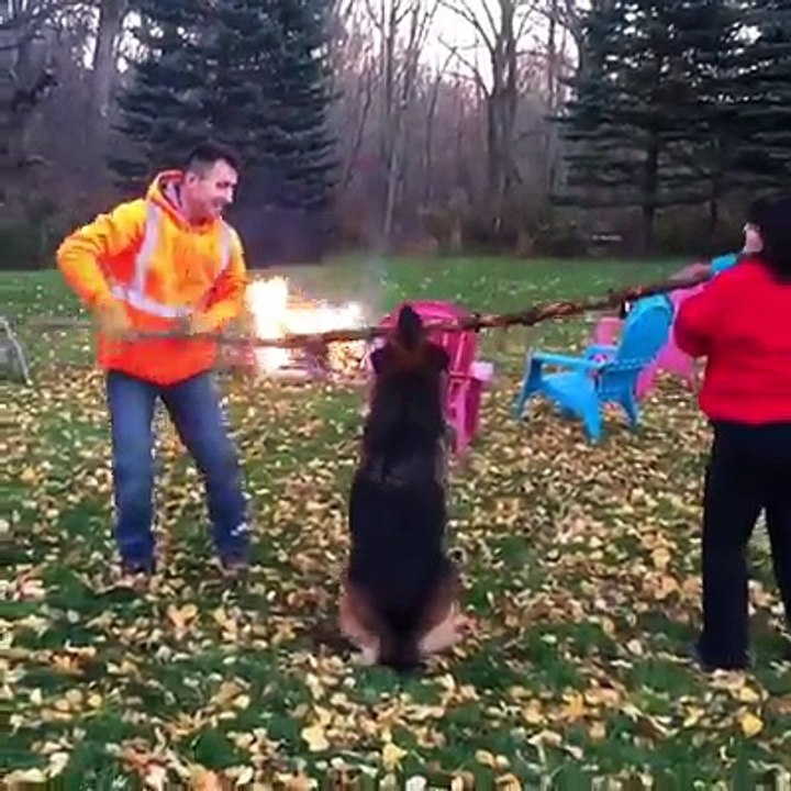 That's why I love German Shepherd!   