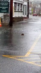 un canard content des inondations
