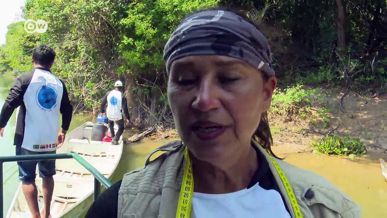 Rosa Flussdelfine im Amazonas in Gefahr | DW Deutsch