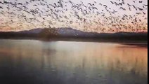 Décollage de milliers d'oies sauvages en même temps au-dessus d'un lac !