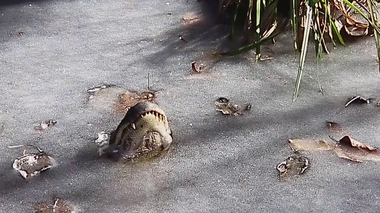 Ces alligators survivent sous la glace en sortant la gueule pour respirer !