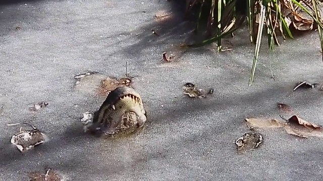 Ces alligators survivent sous la glace en sortant la gueule pour respirer !