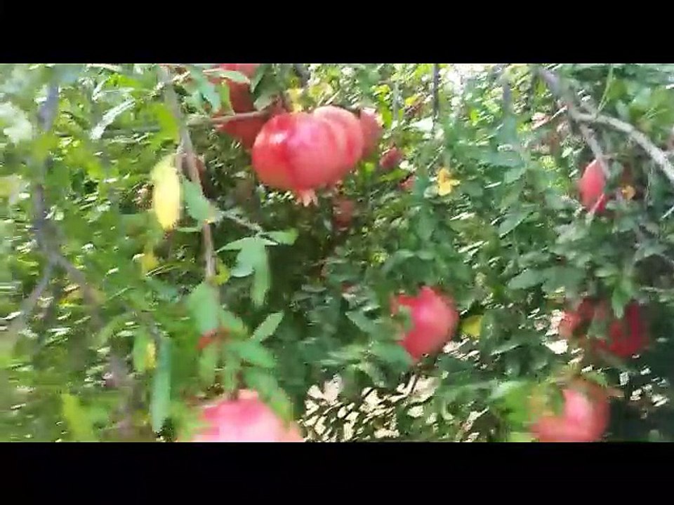 découper une grenade facilement