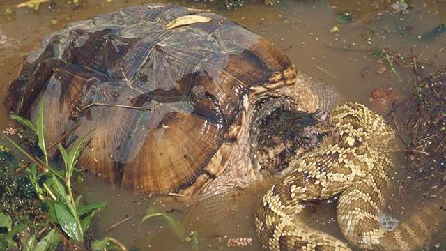 Snakes vs Turtle _ Snakes are defeated by Stubborn Turtle